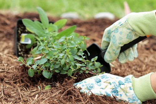 A gardener wearing light green gardening gloves is planting a small shrub or bush into prepared soil in a garden bed. The shrub has lush green leaves, and its roots are carefully being placed into the earth. The surrounding area features dark, rich soil with some loose mulch or organic matter, indicating recent planting activity. In the background, there is a hint of green grass or garden greenery, suggesting a well-maintained outdoor space typical of residential gardens in Tooting. This scene highlights outdoor gardening tasks, such as planting and soil preparation, which are common services offered by companies like Lawn Mowing Tooting, part of the wider gardening and landscaping sector within south-west London.