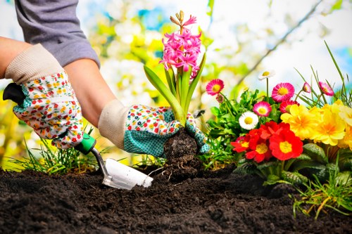 Expert lawn care process