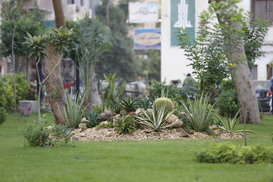 A small urban garden featuring a raised bed with desert plants such as agaves, cacti, and succulents, surrounded by a neatly trimmed green lawn. Two mature trees with thick trunks and broad leaves pro