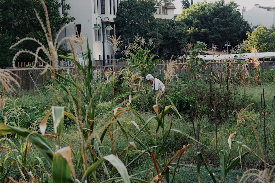 A small urban garden featuring a raised bed with desert plants such as agaves, cacti, and succulents, surrounded by a neatly trimmed green lawn. Two mature trees with thick trunks and broad leaves pro